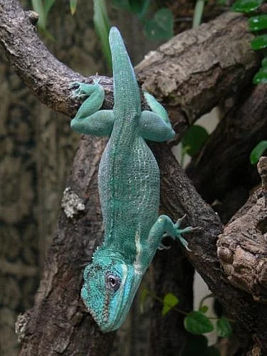 Anolis equestris 1.2 + terarium zdarma