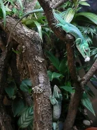 Anolis equestris 1.2 + terarium zdarma