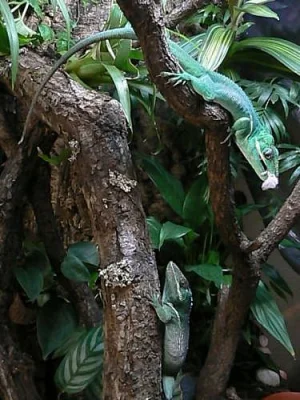 Anolis equestris 1.2 + terarium zdarma