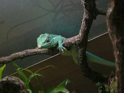 Anolis equestris 1.2 + terarium zdarma