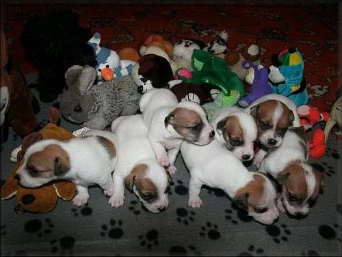 Jack russell terier