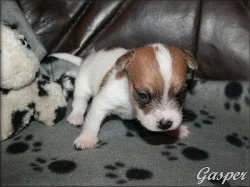 Jack russell terier