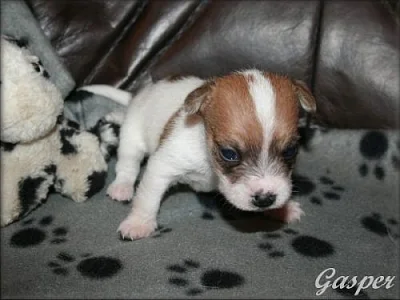 Jack russell terier