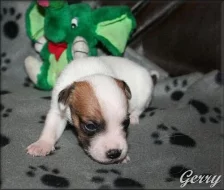 Jack russell terier