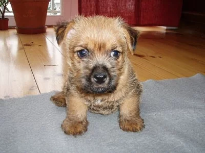 Norwich terrier s pp