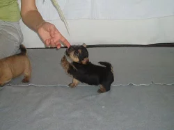 Norwich terrier s pp