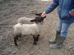 Prodám jehničky na chov 