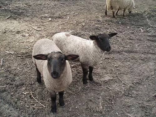 Prodám jehničky na chov 