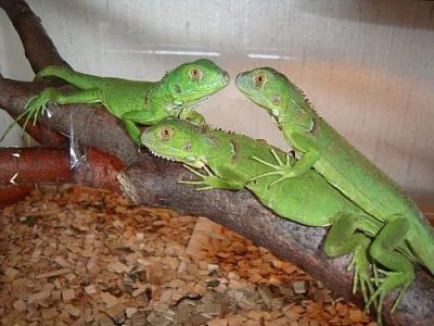 LEGUÁN ZELENÝ - IGUANA IGUANA