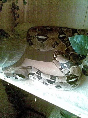 Hroznýš Královský a velké terarium
