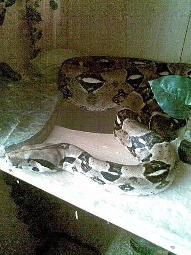 Hroznýš Královský a velké terarium