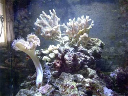 Mořské akvárium Biotop Cube 130