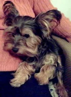 Daruji 1,5-letého Yorkšíra.