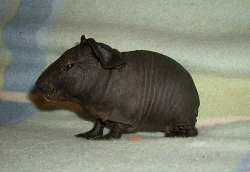 Skynni morčátka