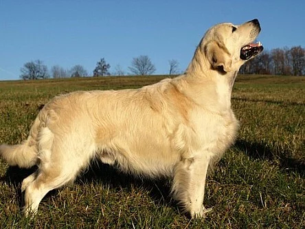 Zlatý retrívr /golden retriever s PP/ štěňata
