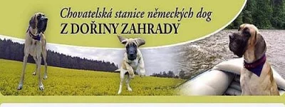 Německá doga žlutá štěňata