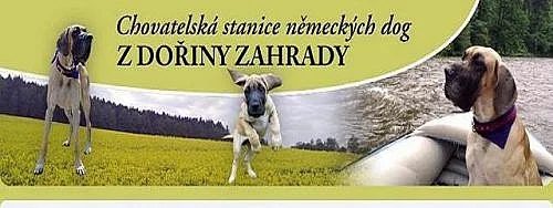 Německá doga žlutá štěňata