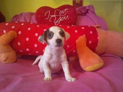 jack rusSel terier