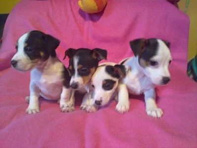 jack rusSel terier