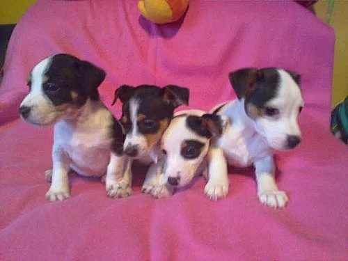 jack rusSel terier