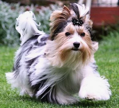 Yorkshire - Biewer yorkshire terrier-KRYTÍ