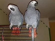 Dvě rozkošné afrických Grey papoušci    