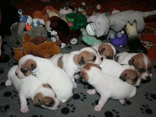 Jack russell terier