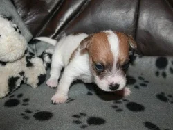 Jack russell terier