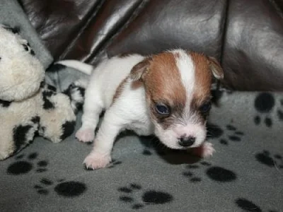Jack russell terier
