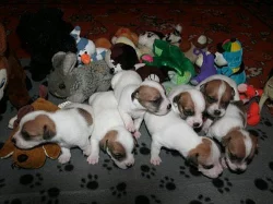 Jack russell terier