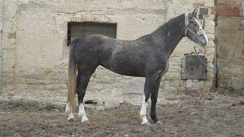 Kobylka ČT