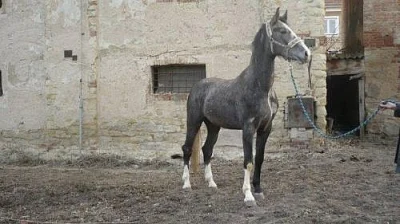 Kobylka ČT
