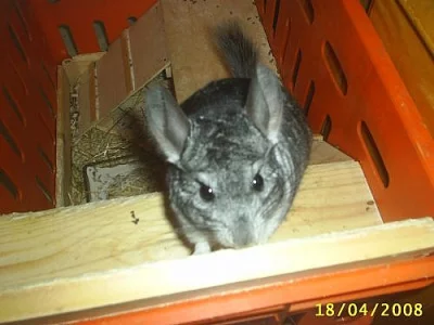 Cincila