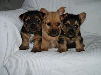 Norwich terrier s pp