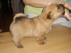 Norwich terrier s pp