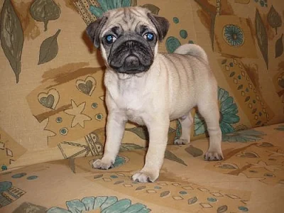 MOPS