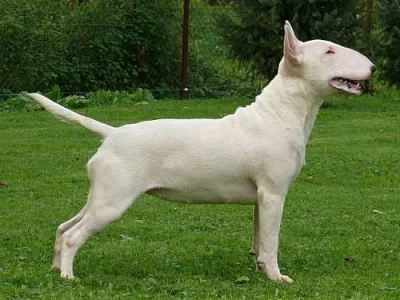 Bulterier - MARSO Bullterier
