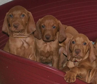 Prodám štěňata maďarského ohaře MOK vizsla