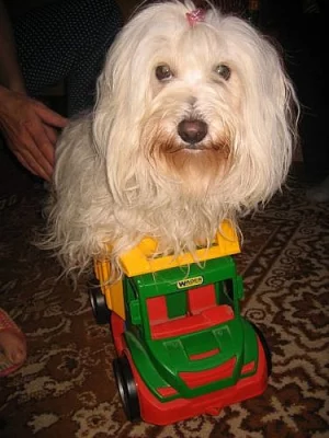 Coton de Tulear - Fenka ke krytí
