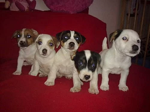 jack russel terrier