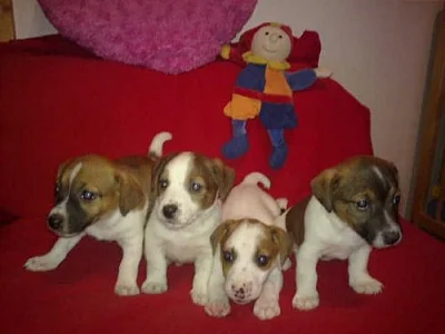 jack russel terrier