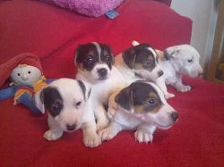 jack russel terrier