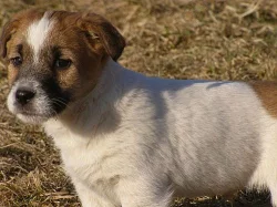 štěňátka Jack Russell Teriér s pp
