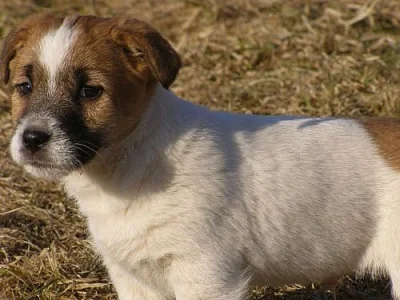 štěňátka Jack Russell Teriér s pp