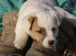 štěňátka Jack Russell Teriér s pp