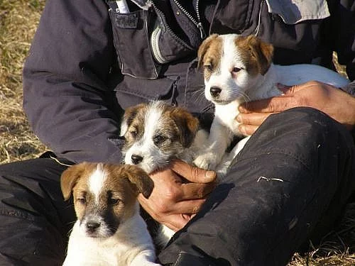 štěňátka Jack Russell Teriér s pp