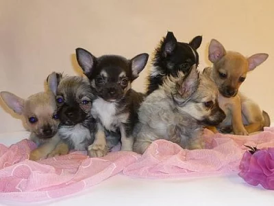 Prodám štěňátka čivavy s PP