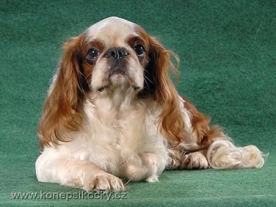 KING CHARLES ŠPANĚL