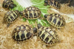 Testudo hermanni, graeca a marginata