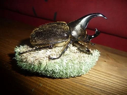 Ládví - Xylotrupes Pubescens imaga